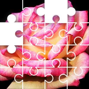 find the rose puzzle answer